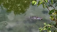 Alligators