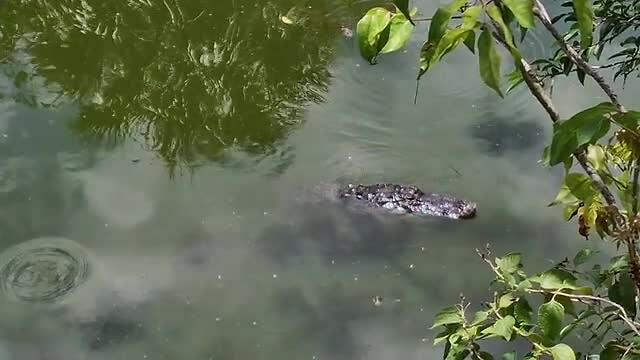 Alligators