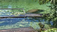 Lunchtijd bij de manatees