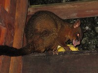 Possum