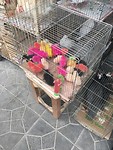 IMG_7432