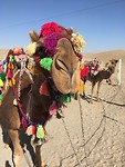 IMG_7519