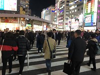 Shinjuku zebra