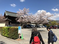 Bloesem Arashiyama