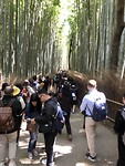Bamboo grove