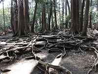 Kurama