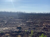 Gebied na bosbrand.