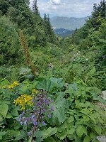 IMG_20240721_142625010_HDR