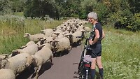 25-07-2024 Bernburg (DU) Saale fietstocht, schaapskudde