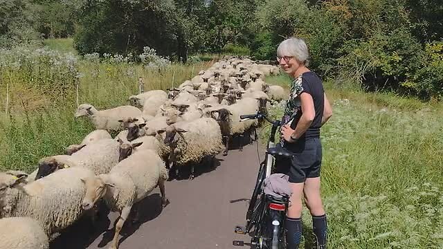 25-07-2024 Bernburg (DU) Saale fietstocht, schaapskudde