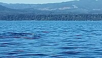 30-8-2024 orca Victoria, Canada