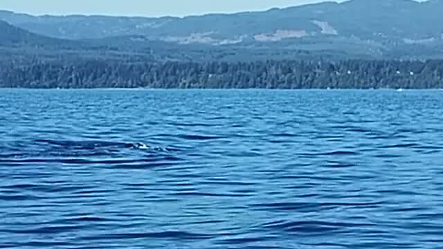 30-8-2024 orca Victoria, Canada