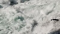 5-9-2025 Wells Gray, springende zalm, Canada