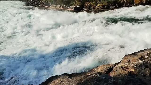 5-9-2024 Wells Gray, springende zalm 2, Canada