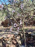 IMG_20250109_124734969_HDR