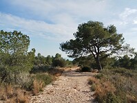 IMG_20250207_152956115