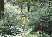 IMG_20250904_1422zoom
