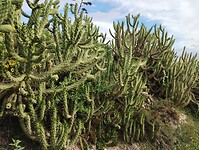 IMG_20260120_151225718