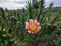 IMG_20260201_144223918_HDR