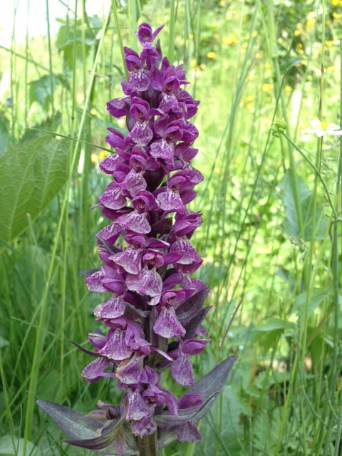 Heul veul orchideeën in de Alpen