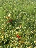 Velden vol tomaten! Smaken uitstekend