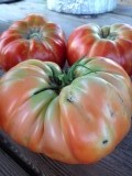 3 tomaten: 1,5 kg. Gekregen van een aardige tuinman.