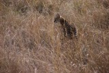 DSC02323-550
