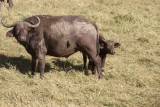 DSC02352-550