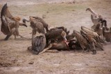 DSC03321-550
