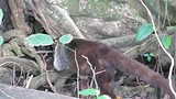 Coati mundi op zoek naar voedsel
