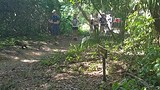 Rennende, schuwe Coati Mundi