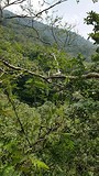 Geluid van een Howler monkey mannetje (brulaap): dit geluid is gebruikt voor Jurassic Park!