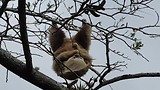 Zo schattig!!!: 5 maanden oude luiaard