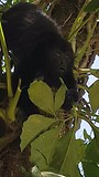 Etende Howler monkey, super dichtbij!
