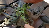 De vegetarische Iguana's voeren