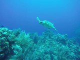 'Hawksbill' schildpad lekker dichtbij.