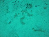 En weg is ie. Zo verstopt een snake eel zich blijkbaar.
