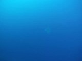 Eagle ray. Een van Ilona's lievelingen onder water.