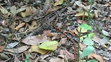 Een Coral Snake.