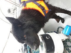Onze niet-zo-zeehond