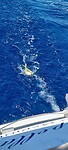 Mahi mahi aan de haak