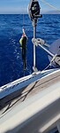 Mahi mahi
