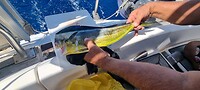Mahi mahi klaar voor in de koelkast