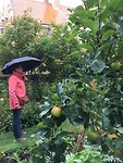 appletree