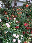 bloemenpracht
