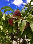 overal vers fruit aan de bomen, hier perziken