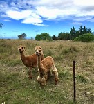 Alpaca’s