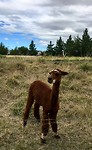 Alpaca bij onze boerderij