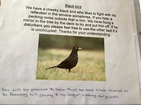 Uit het infoboek voor de gasten in Blenheim