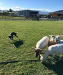 Schapen drijven